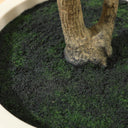 Faux Olive Tree with White Planter – Multi-Trunk Artificial Floor Plant